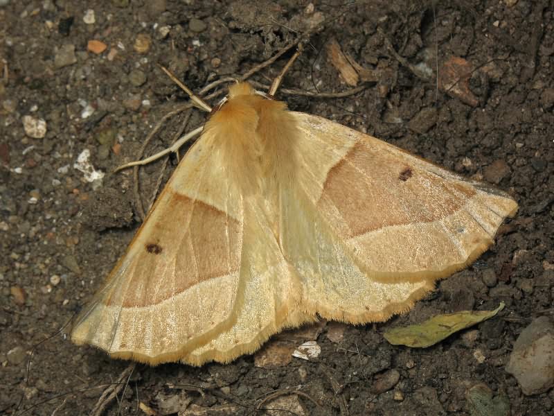 Crocallis elinguaria (Linnaeus, 1758)